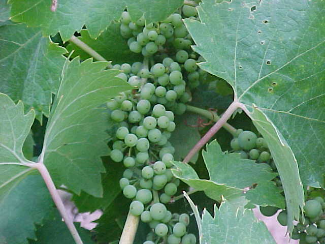 grapes.jpg