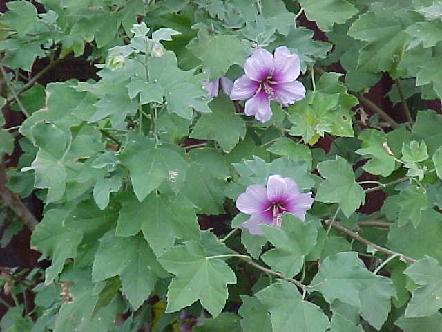 hibiscus.jpg